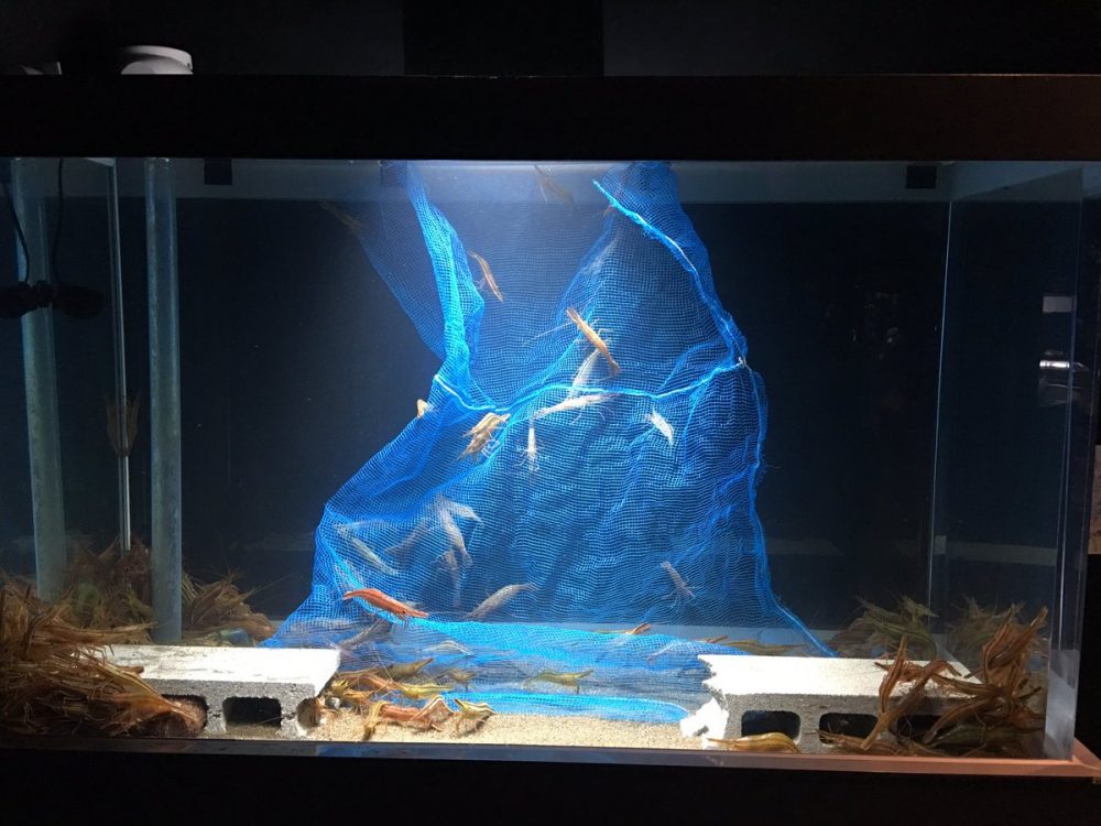 水族館に新しい仲間が入りました♪ 北海道産 いくら 通販サイト「釧之助」｜道内最大級の水産加工会社 笹谷商店直営店